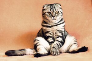 Pet5ardas Com Platform Complete Guide for Pet Enthusiasts