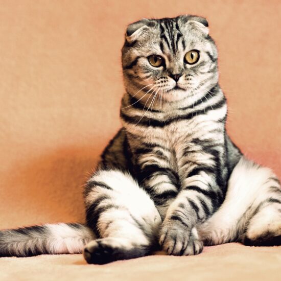Pet5ardas Com Platform Complete Guide for Pet Enthusiasts