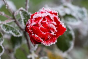Rosboxar Understanding Its Meaning and Use Cases